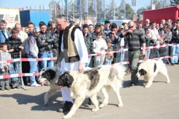 Prezentare și demonstrație de dresaj canin cu rase dintre cele mai diferite, în parcarea Shopping City
