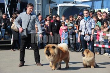 Prezentare și demonstrație de dresaj canin cu rase dintre cele mai diferite, în parcarea Shopping City