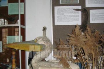 Pelican din expoziția "Vestitorii primăverii"