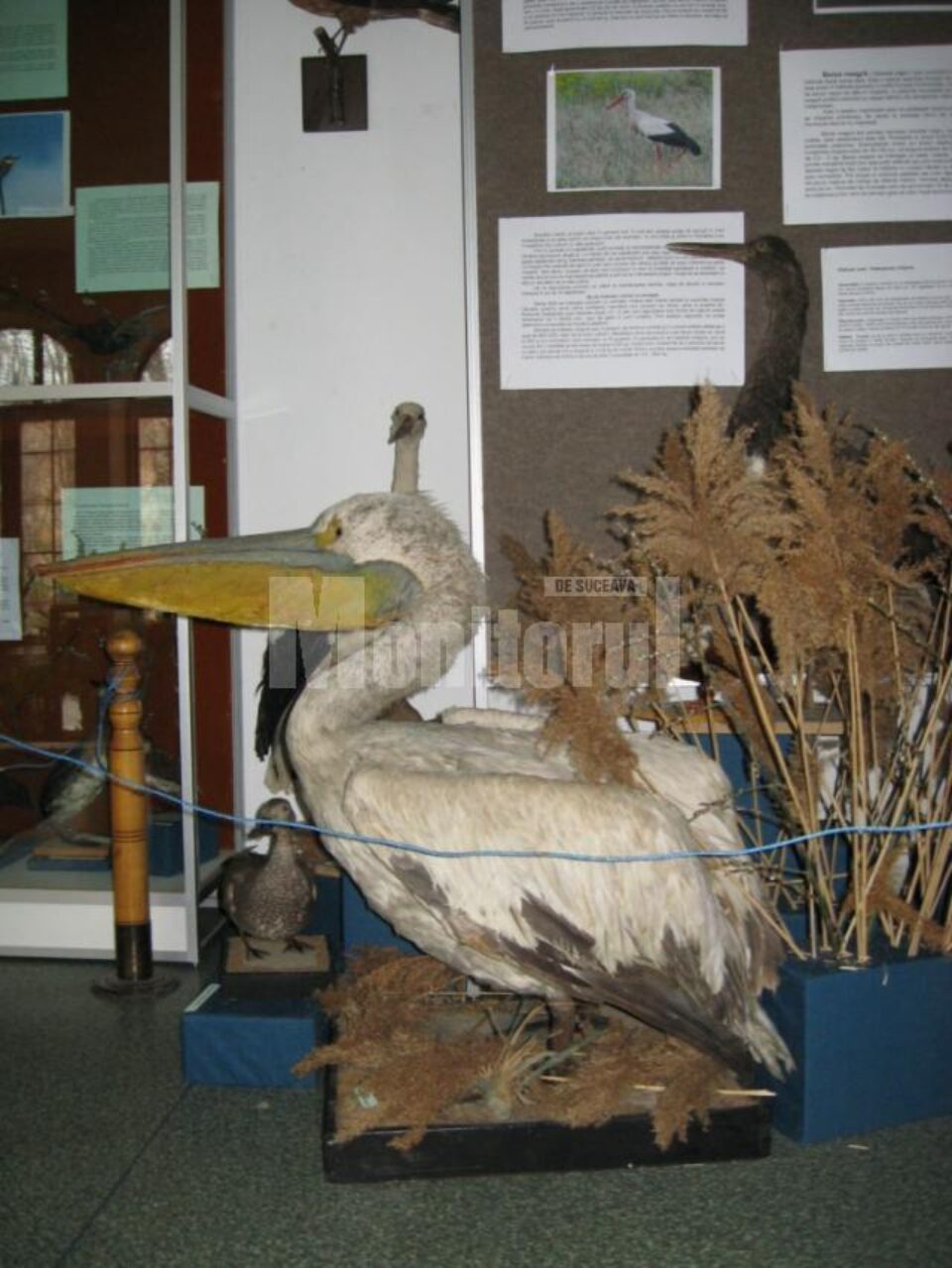 Pelican din expoziția "Vestitorii primăverii"