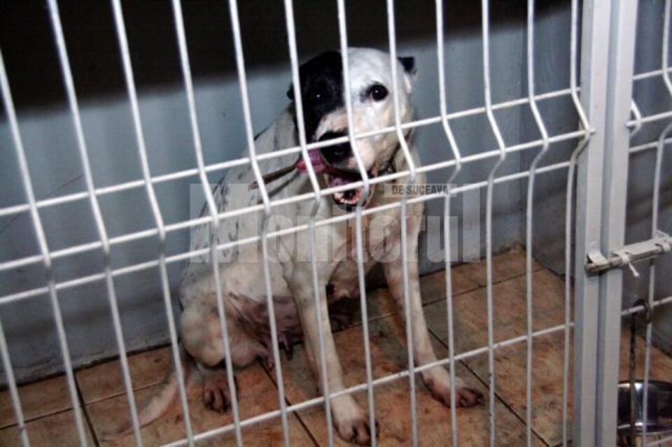 Unul dintre pitbullii care l-au omorât pe Gheorghe Roman, în vârstă de 71 de ani, din Liteni