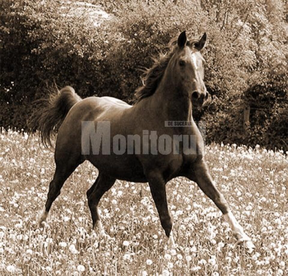 ”Îmbunătățirea rasei cailor” ”Îmbunătățirea rasei cailor”