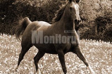 ”Îmbunătățirea rasei cailor”