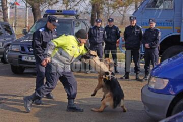 Prestația câinilor a încântat publicul