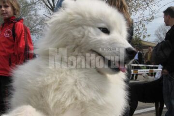Samoyed - alb și pufos ca neaua