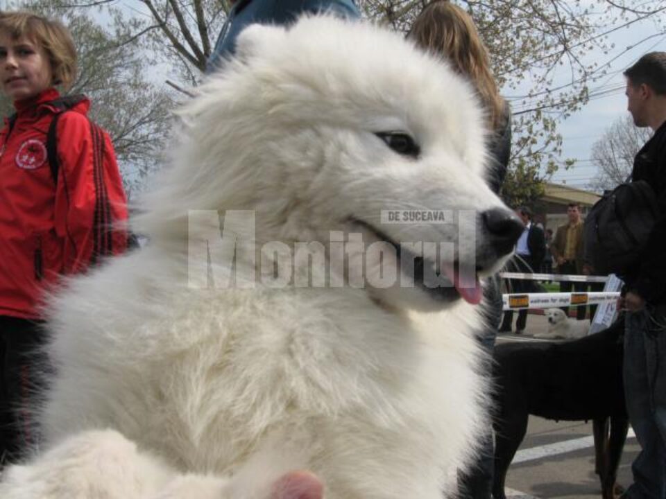 Samoyed - alb și pufos ca neaua