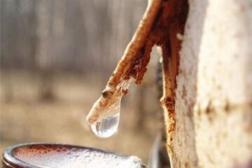 Cura de primăvară cu sevă de mesteacăn