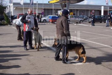 În cele două zile, prin fața arbitrilor au trecut 54 de rase de câini