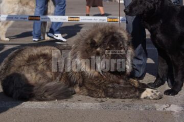 În cele două zile, prin fața arbitrilor au trecut 54 de rase de câini