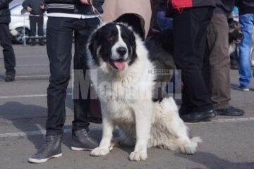 În cele două zile, prin fața arbitrilor au trecut 54 de rase de câini
