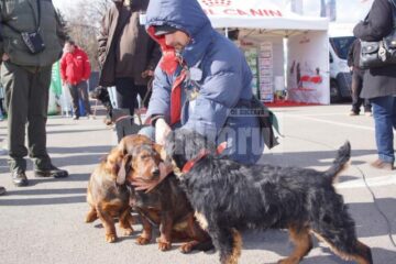 În cele două zile, prin fața arbitrilor au trecut 54 de rase de câini