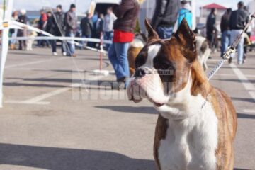 În cele două zile, prin fața arbitrilor au trecut 54 de rase de câini