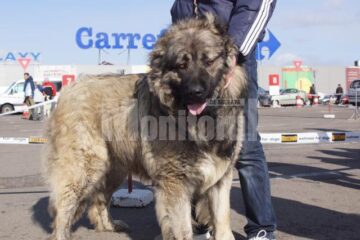 În cele două zile, prin fața arbitrilor au trecut 54 de rase de câini