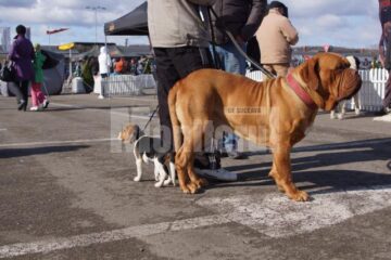 În cele două zile, prin fața arbitrilor au trecut 54 de rase de câini