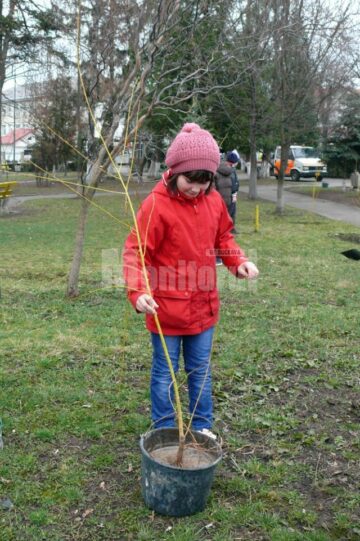 Elevi de clasa a II-a la acțiunea “Plantăm copaci și-i îngrijim”