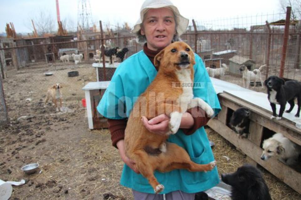 Câini selectați pentru a fi dați spre adopție în Germania