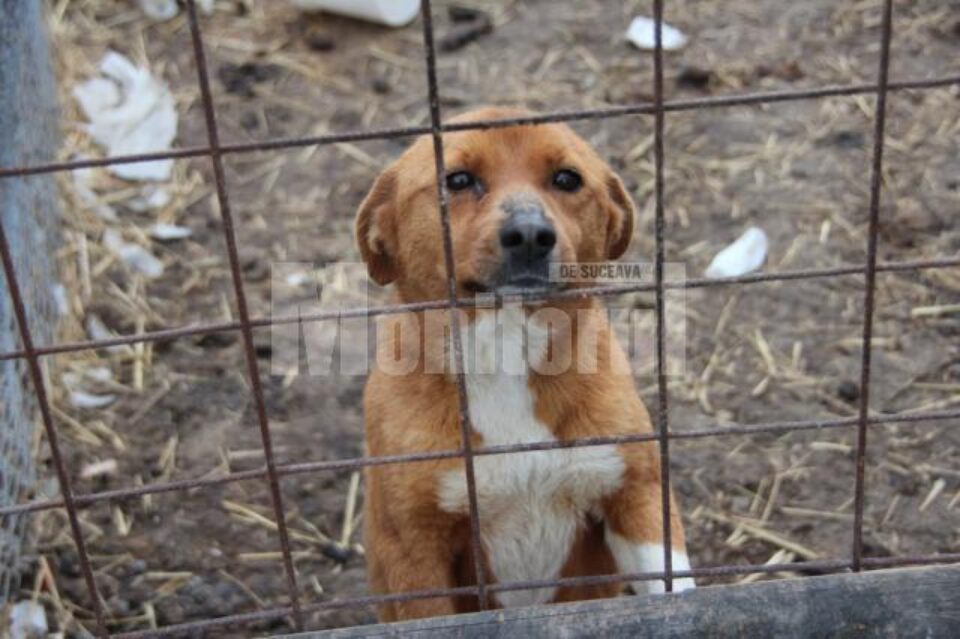 Câini selectați pentru a fi dați spre adopție în Germania