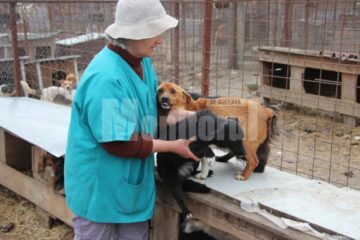 Câini selectați pentru a fi dați spre adopție în Germania