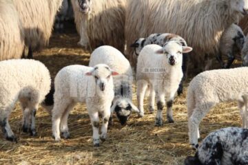 Pentru că iarna a fost lungă iar Paștele mai timpuriu, mieii buni de sacrificat sunt mai puțini în acest an