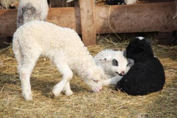 Pentru că iarna a fost lungă iar Paștele mai timpuriu, mieii buni de sacrificat sunt mai puțini în acest an