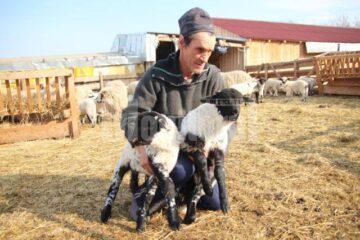 Pentru că iarna a fost lungă iar Paștele mai timpuriu, mieii buni de sacrificat sunt mai puțini în acest an