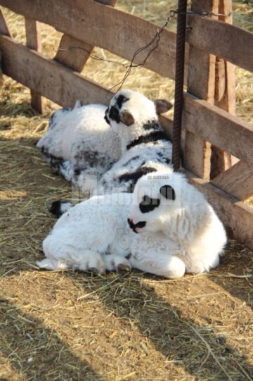 Pentru că iarna a fost lungă iar Paștele mai timpuriu, mieii buni de sacrificat sunt mai puțini în acest an