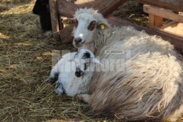 Pentru că iarna a fost lungă iar Paștele mai timpuriu, mieii buni de sacrificat sunt mai puțini în acest an