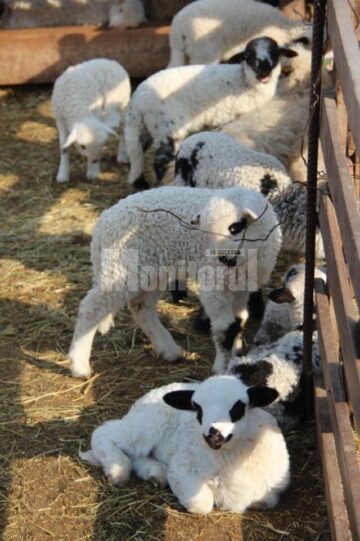 Pentru că iarna a fost lungă iar Paștele mai timpuriu, mieii buni de sacrificat sunt mai puțini în acest an