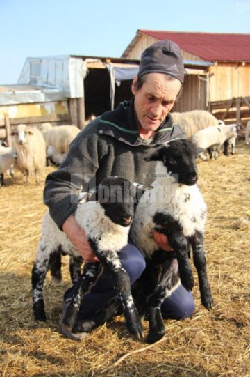 Pentru că iarna a fost lungă iar Paștele mai timpuriu, mieii buni de sacrificat sunt mai puțini în acest an