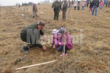 Mii de puieți de salcâm au fost plantați pe aproape un hectar de teren degradat la Voitinel