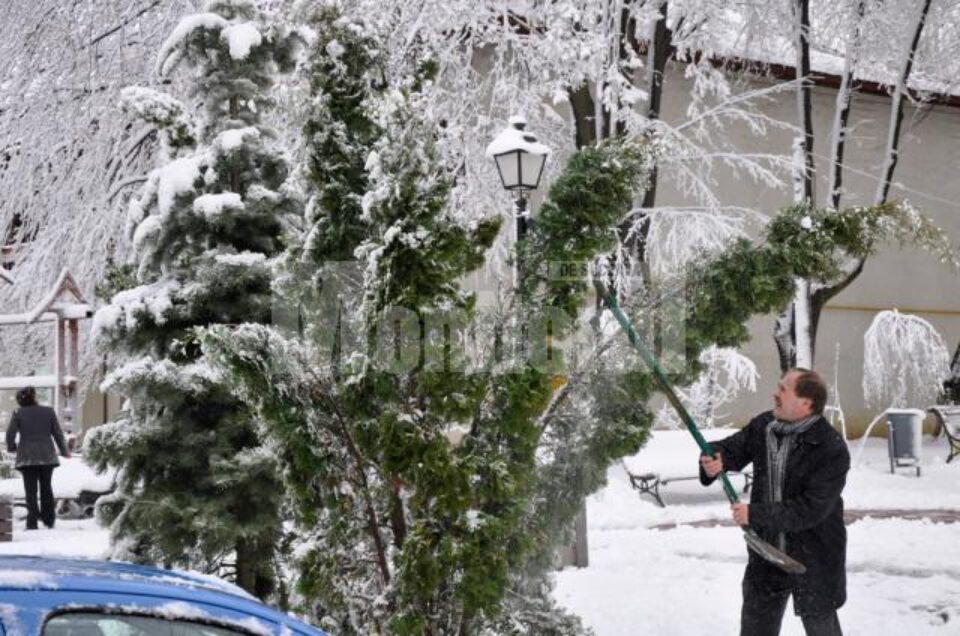 Printre cei care au ieșit la scuturatul copacilor s-a numărat și Neculai Barbă