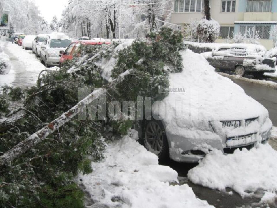 Arbore ornamental prăbușit peste o mașină pe strada Mihai Viteazu