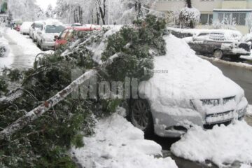 Arbore ornamental prăbușit peste o mașină pe strada Mihai Viteazu