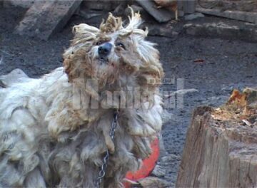Patru persoane au suferit arsuri pe mâini și față după ce cazanul în care făceau țuică a explodat