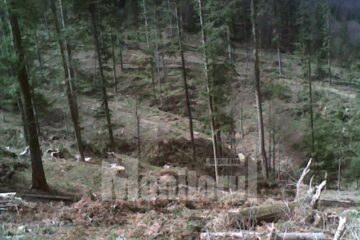 În zona de protecție a Parcului Național Călimani, zeci de arbori au fost tăiați ilegal din pădure