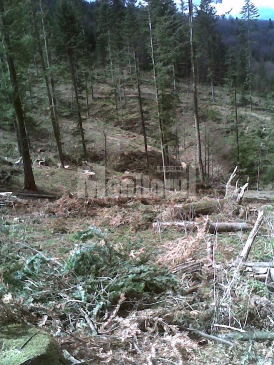 În zona de protecție a Parcului Național Călimani, zeci de arbori au fost tăiați ilegal din pădure
