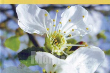 Revista „Obcina literară”