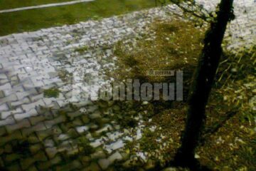 Invazie de cărăbuși, mai devreme cu un an decât era așteptat