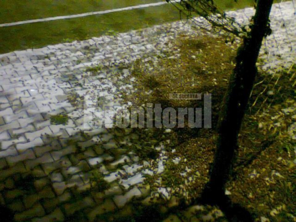 Invazie de cărăbuși, mai devreme cu un an decât era așteptat