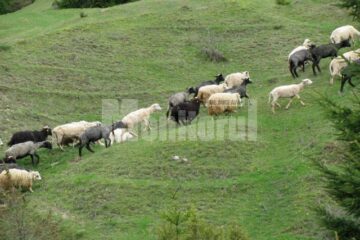 Pășunile Câmpulungului sunt concesionate periodic prin licitație unor organizatori de stâne și văcării