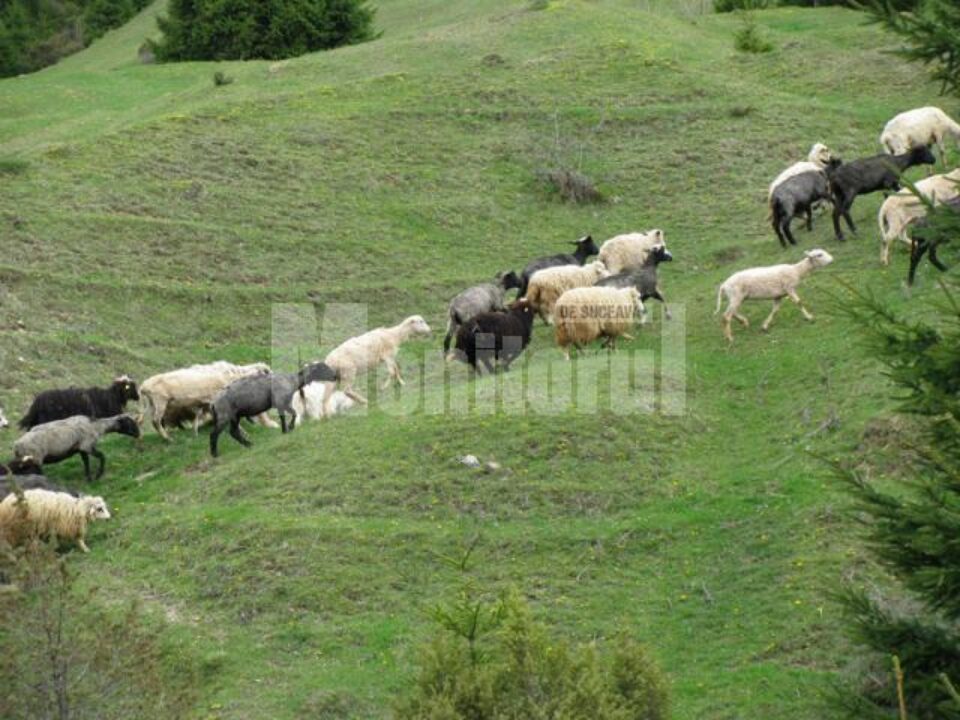 Pășunile Câmpulungului sunt concesionate periodic prin licitație unor organizatori de stâne și văcării Pășunile Câmpulungului sunt concesionate periodic prin licitație unor organizatori de stâne și văcării