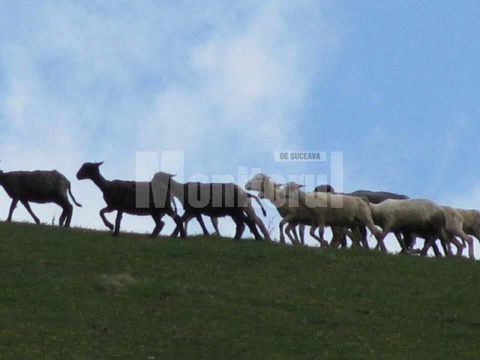 Pășunile Câmpulungului sunt concesionate periodic prin licitație unor organizatori de stâne și văcării