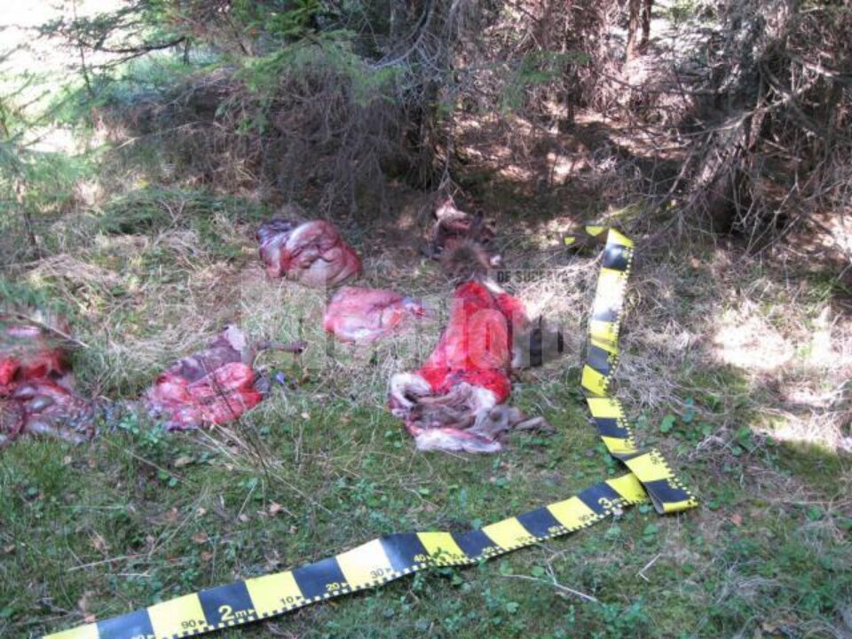 Masacrul lăsat în urmă de braconieri