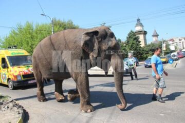 Circul Gärtner va susține reprezentanții în parcarea Iulius Mall, în perioada 4 -13 mai