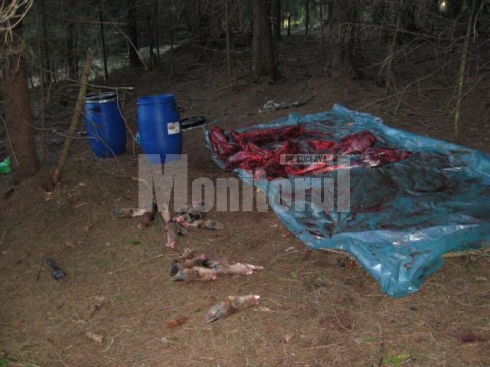 Caz de braconaj de o gravitate extremă, la Cârlibaba