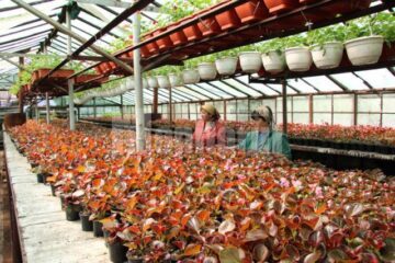 Campania de transformare a Sucevei într-un oraș al florilor a început săptămâna aceasta