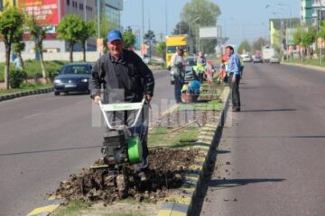 Campania de transformare a Sucevei într-un oraș al florilor a început săptămâna aceasta
