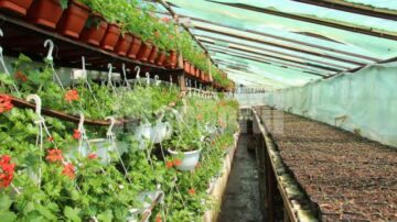 Campania de transformare a Sucevei într-un oraș al florilor a început săptămâna aceasta