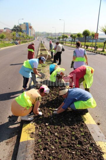 Campania de transformare a Sucevei într-un oraș al florilor a început săptămâna aceasta