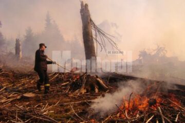 Incendiul a afectat 22,5 hectare de teren, fiind distruși arbori răzleți și o plantație de arboreți